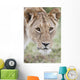 Lioness Wall Mural