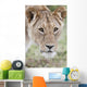 Lioness Wall Mural