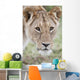 Lioness Wall Mural