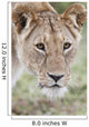 Lioness Wall Mural