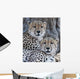 Cheetahs Wall Mural