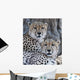 Cheetahs Wall Mural