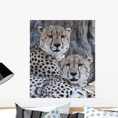 Cheetahs Wall Mural shown on a wall