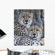 Cheetahs Wall Mural