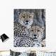 Cheetahs Wall Mural