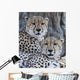 Cheetahs Wall Mural