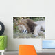 Lion Wall Mural
