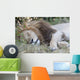 Lion Wall Mural