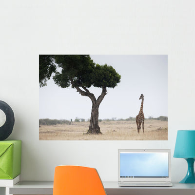 Giraffe Kenya Africa Wall Mural shown on a wall