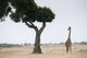 Giraffe, Kenya, Africa Wall Mural