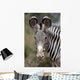 Zebra, Kenya, Africa Wall Mural