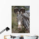 Zebra, Kenya, Africa Wall Mural