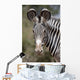Zebra, Kenya, Africa Wall Mural