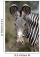 Zebra, Kenya, Africa Wall Mural