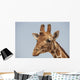 Giraffe Wall Mural