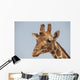 Giraffe Wall Mural