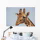 Giraffe Wall Mural