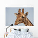 Giraffe Wall Mural
