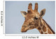 Giraffe Wall Mural
