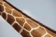 Giraffe's Neck, Kenya, Africa Wall Mural
