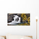 Waterfall, Banff, Alberta Wall Mural