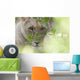 Lioness, Kenya, Africa Wall Mural