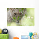 Lioness, Kenya, Africa Wall Mural