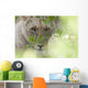 Lioness, Kenya, Africa Wall Mural