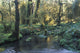 Pool In Temperate Rainforest Stream Wall Mural