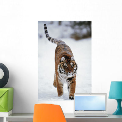 Siberian Tiger Snow Wall Mural shown on a wall