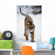 Siberian Tiger In Snow Wall Mural