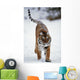 Siberian Tiger In Snow Wall Mural