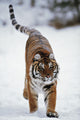 Siberian Tiger In Snow Wall Mural