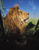 Lion With Big Mane Laying In Tall Green Grass Wall Mural