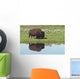 Bison On Grassy Meadow With Reflection In Pool Wall Mural