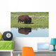 Bison On Grassy Meadow With Reflection In Pool Wall Mural