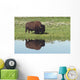 Bison On Grassy Meadow With Reflection In Pool Wall Mural