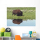 Bison On Grassy Meadow With Reflection In Pool Wall Mural