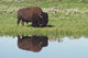 Bison On Grassy Meadow With Reflection In Pool Wall Mural