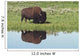 Bison On Grassy Meadow With Reflection In Pool Wall Mural