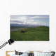 Caribou Bull In Alpine Meadow, Alaska, Usa Wall Mural