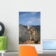 Coyote Howling From High Point Wall Mural