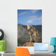 Coyote Howling From High Point Wall Mural