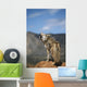 Coyote Howling From High Point Wall Mural