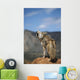 Coyote Howling From High Point Wall Mural
