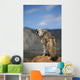Coyote Howling From High Point Wall Mural