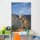Coyote Howling From High Point Wall Mural