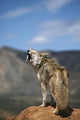 Coyote Howling From High Point Wall Mural