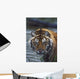 Portrait Of Wet Siberian Tiger Wall Mural