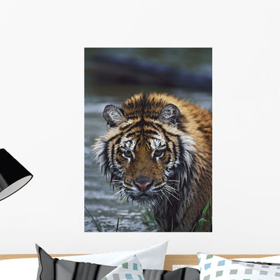 Portrait Wet Siberian Tiger Wall Mural shown on a wall